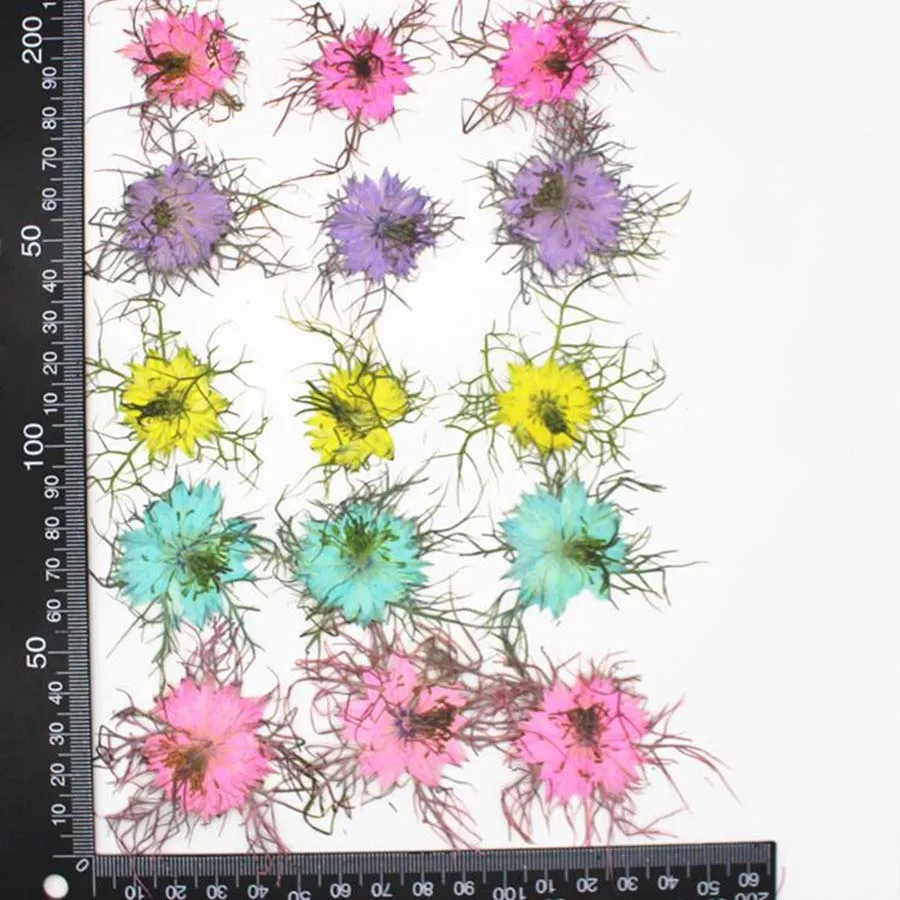 12 шт. прессованный высушенный нигелла Дамасская цветочных растений Гербария для