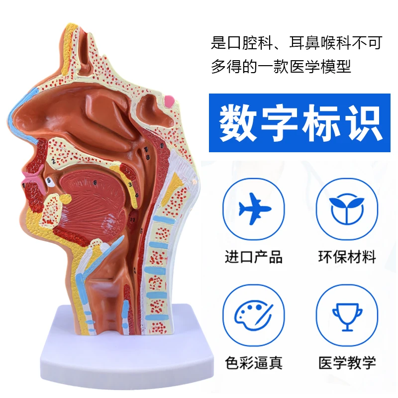 Анатомическая модель отоларингологии носовой полости человека анатомическая