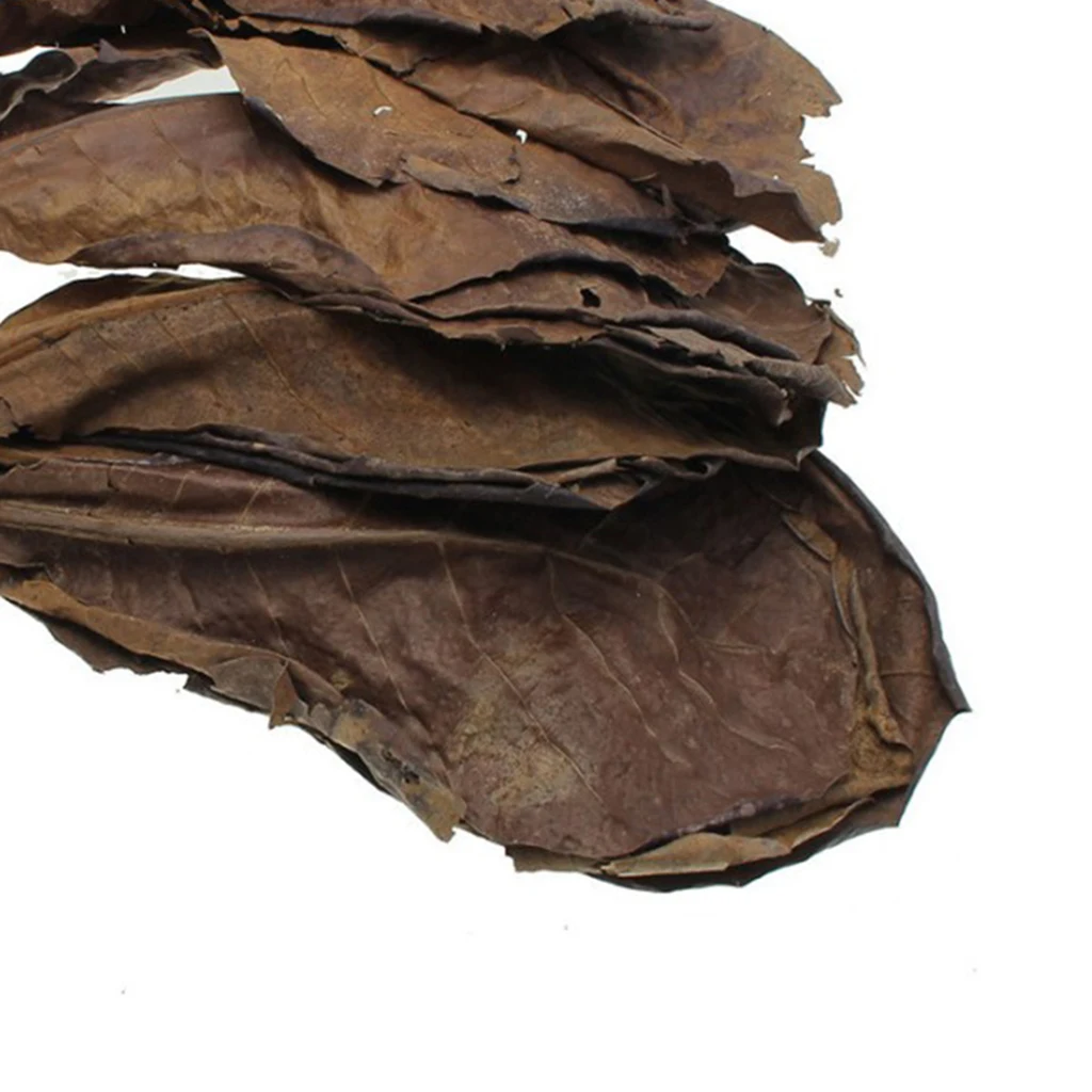 10 шт. индийские листья миндаля для бетты стимулируют разведение и повышают