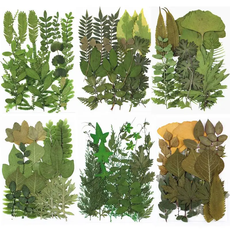 Натуральные сушеные листья цветы зеленые растения сделай сам кристалл