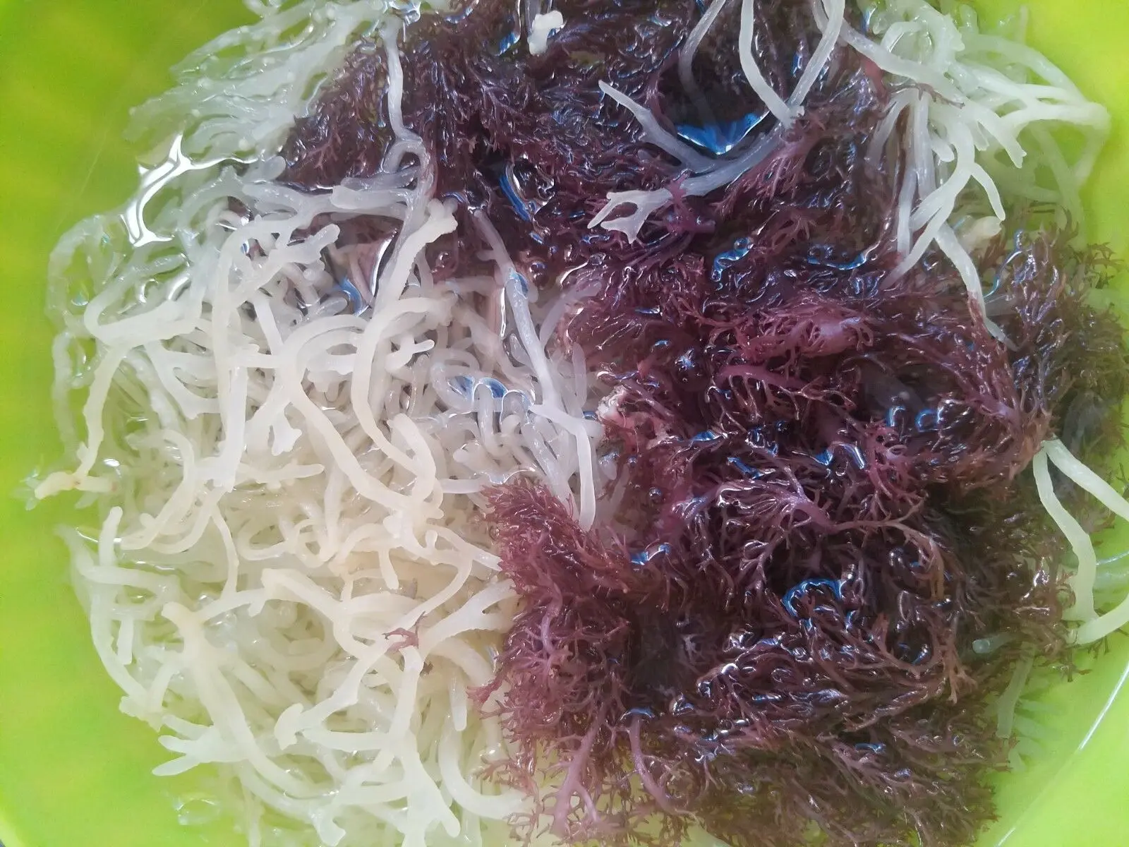 

Healthy nutrition Naturally rich in vitamins and minerals, natural iodine source Jamaican purple seaweed