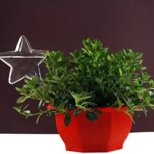 Автоматическая стеклянная кастрюля для растений самополивающаяся кормушка