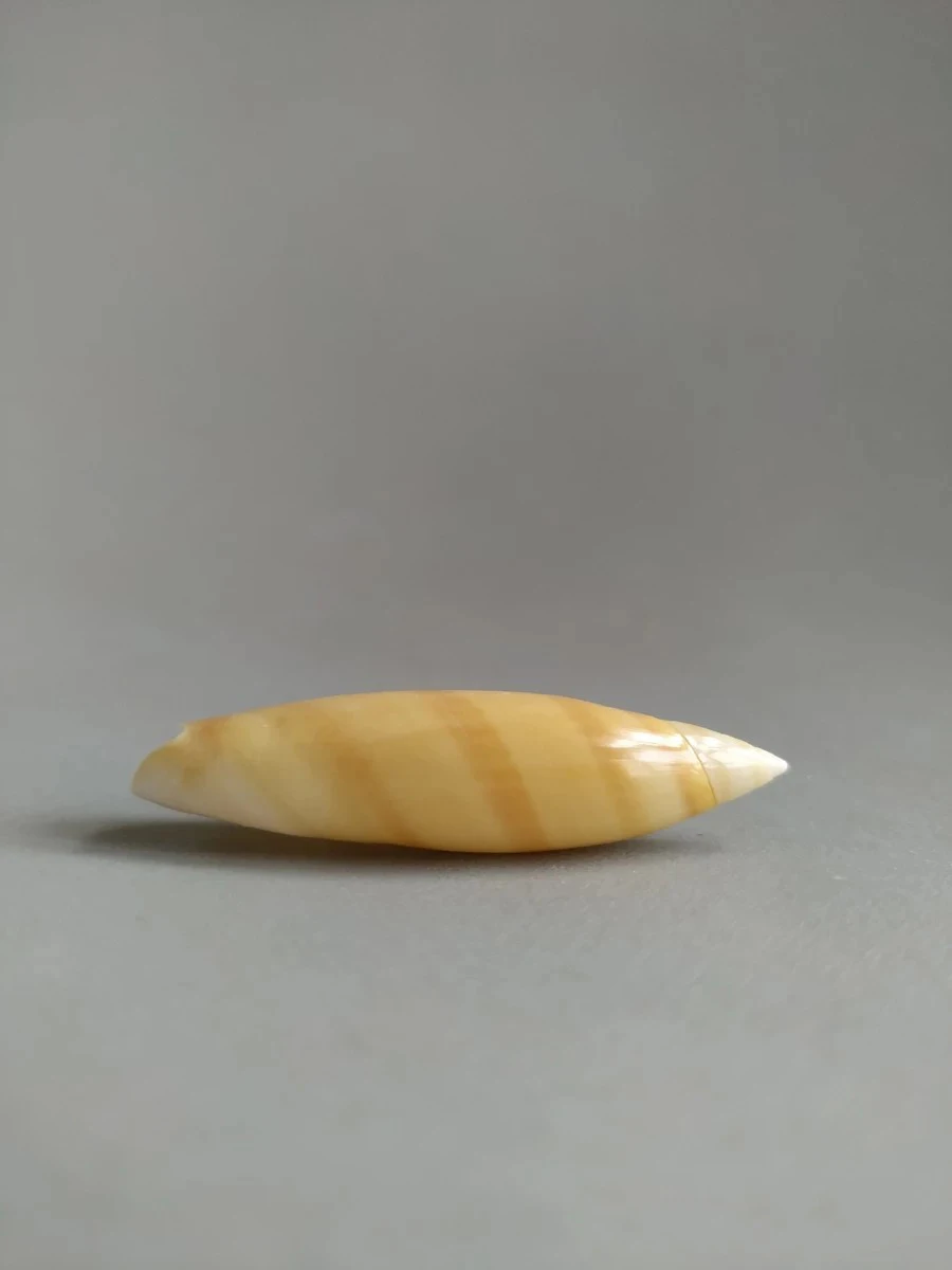

Naturally selected super rare collectible conch