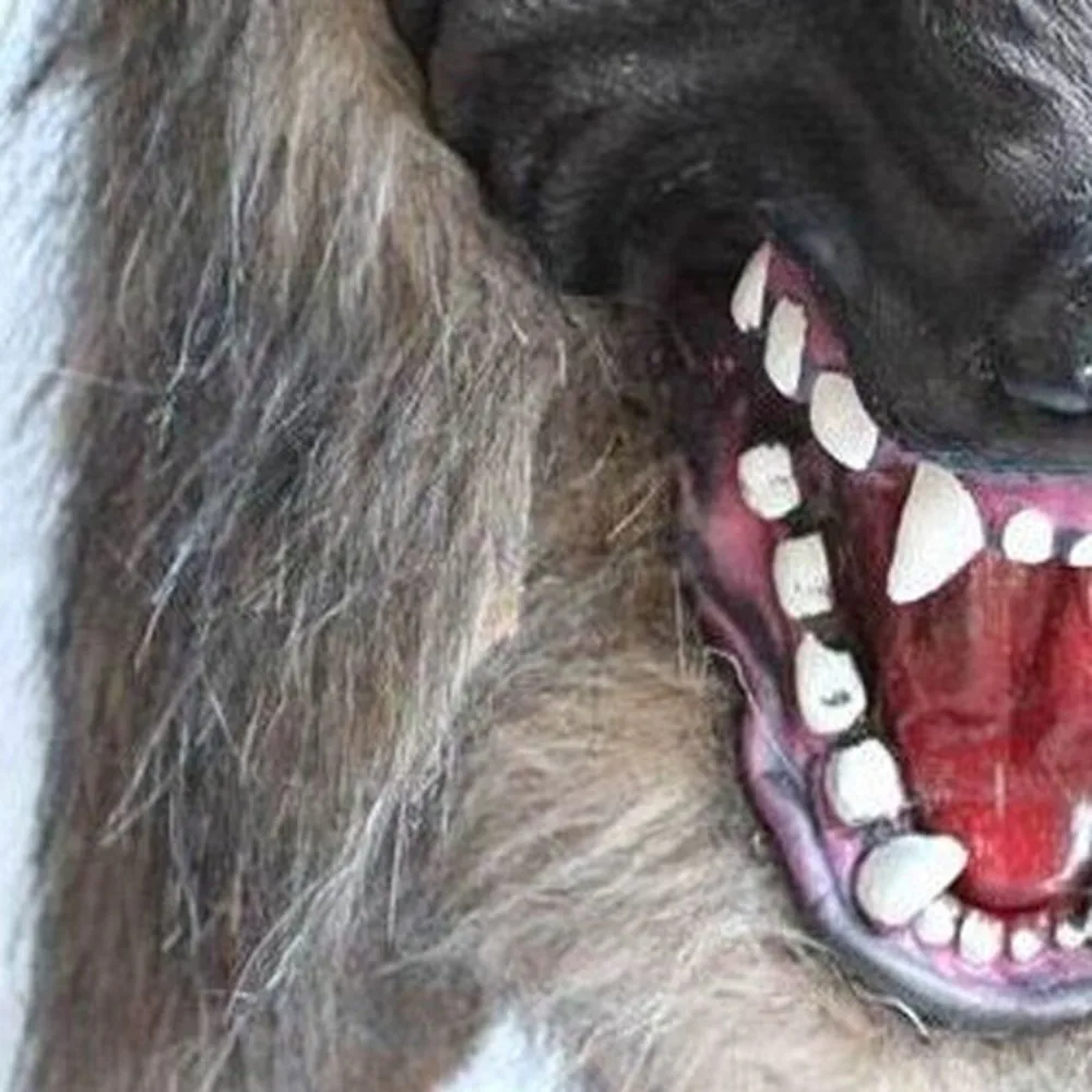 Werewolf Halloween Mask Big Bad Wolf Adult Full Head Costume Accessory Party Masks Children Cosplay Toy |