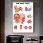 Новая Анатомия ушей, схема носа и горла, схема, плакат, декор для стен дома