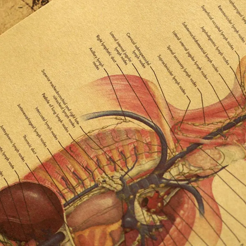 Иллюстрация человеческого тела лимфатическая система крафт-бумага Ретро плакат