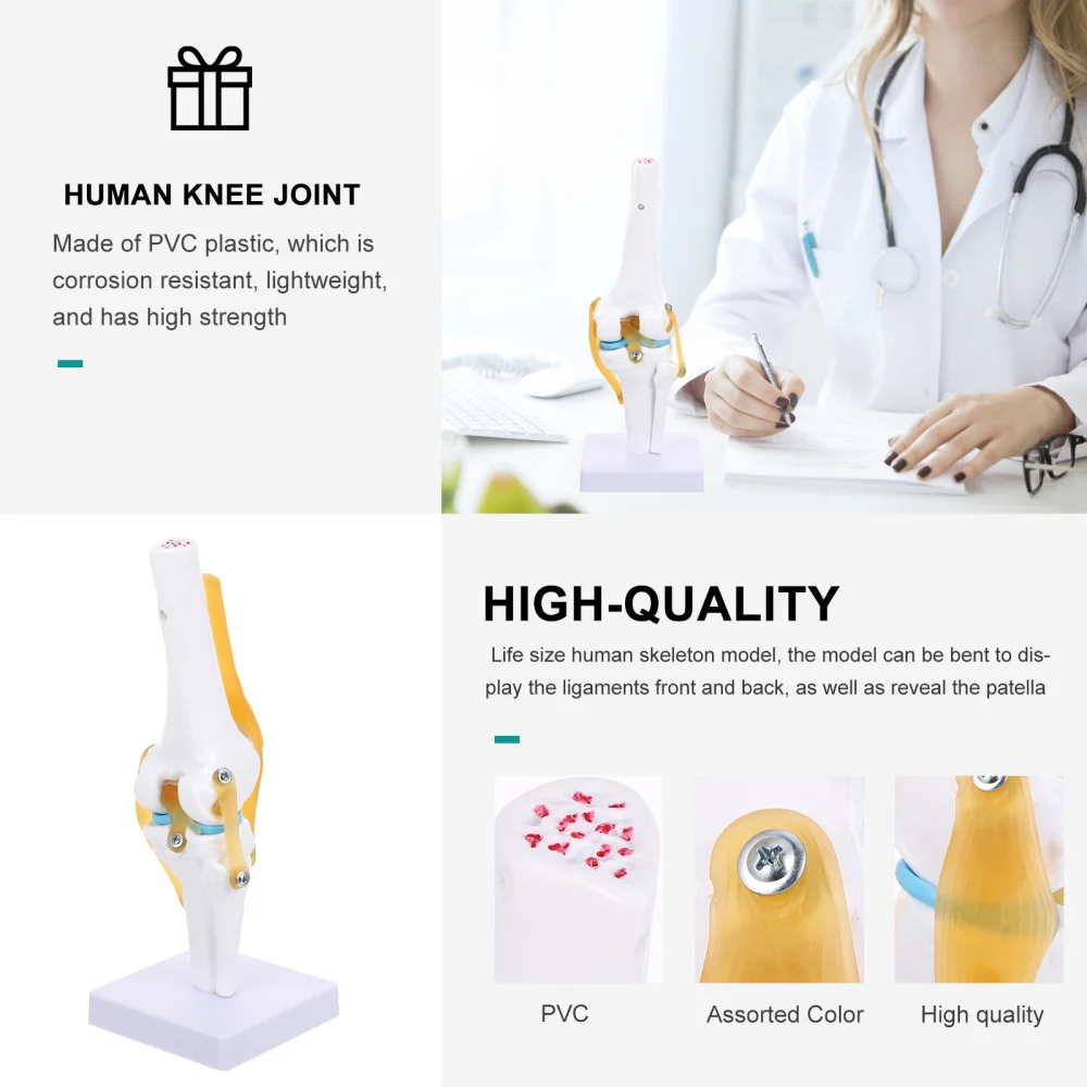 

Human Knee Joint Model Anatomy Model 1:1 Life Size for Teaching Aids