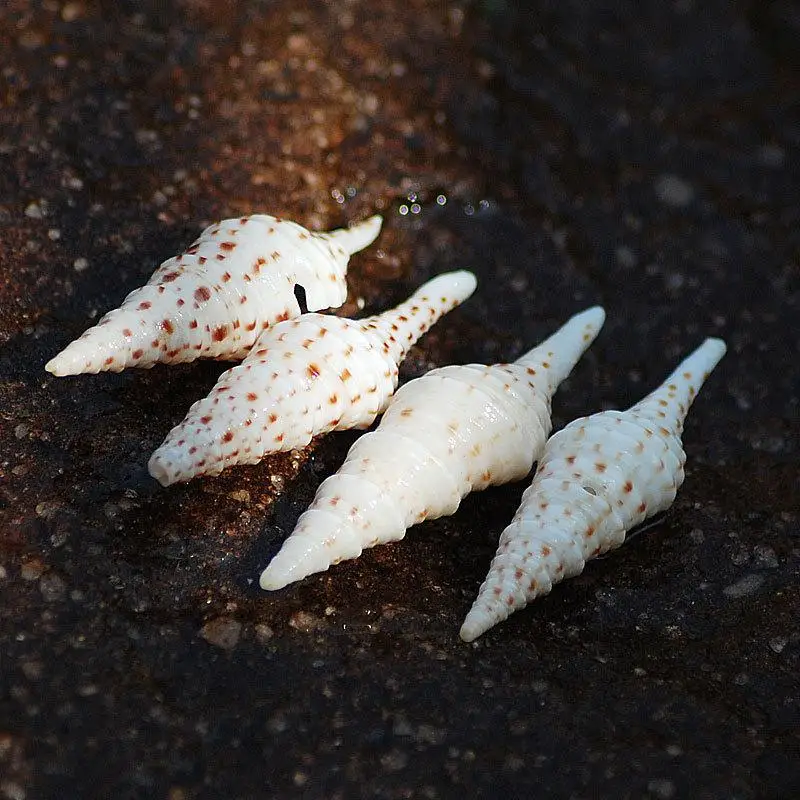 

natural conch shell snails beautiful gift marine specimenscollection