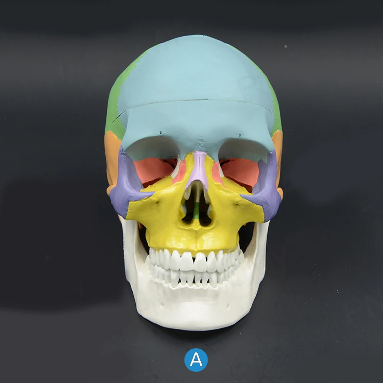 Стоматологическая модель черепа анатомического медицинский Скелет Анатомия 1:1 1