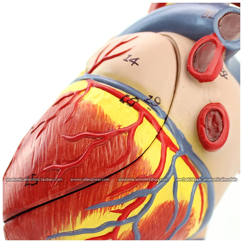 

12478 / Real Size Human Heart Anatomy Model in 2 Parts, Medical Science Educational Teaching Anatomical Models