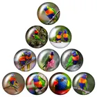 Новый милый попугай Ара Радуга лоркеет птицы 10 шт. 12 мм18 мм20 мм25 мм Круглый Фото стеклянный кабошон демонстрационная фурнитура с плоским основанием