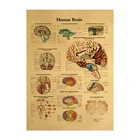 Иллюстрация человеческого тела-мозг крафт-бумага ВИНТАЖНЫЙ ПЛАКАТ классная комната музейное украшение живопись товары для дома