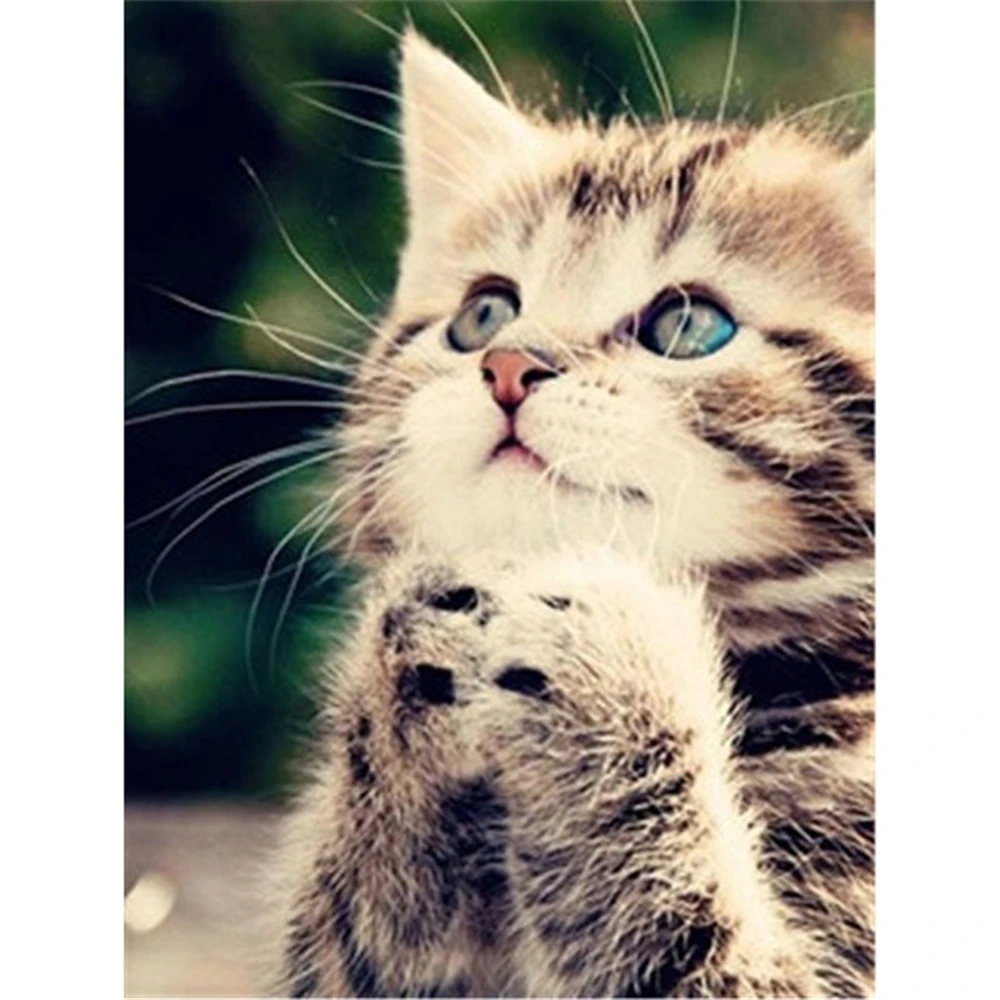 

Водорастворимый холст с изображением милой кошки и животного, 11CT, полный набор для вышивки крестиком, «сделай сам», DMC нити, ремесло, хобби по...
