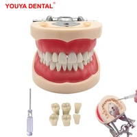 dental model with 242832 screw in teeth tooth model for filling training demo dentistry tool laboratory practice instrument