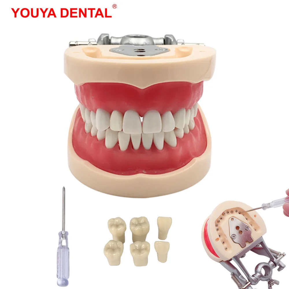 Dental Model With 24/28/32 Screw-in Teeth Tooth For Filling Training Demo Dentistry Tool Laboratory Practice Instrument | Красота и