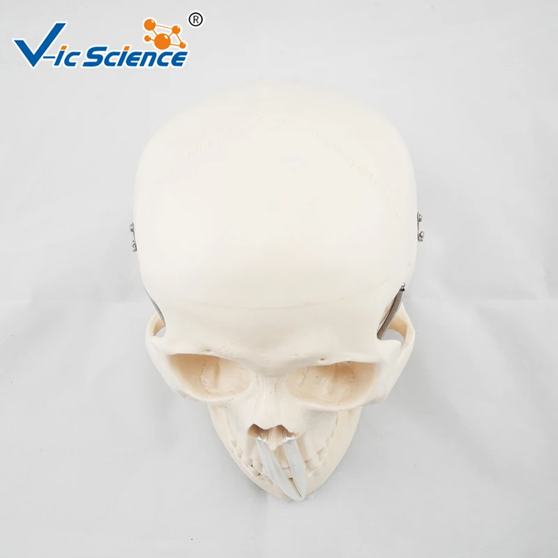 Advanced Deluxe Life Szie Human PVC Skull Model Medical Science Teaching for Students | Канцтовары для офиса и дома