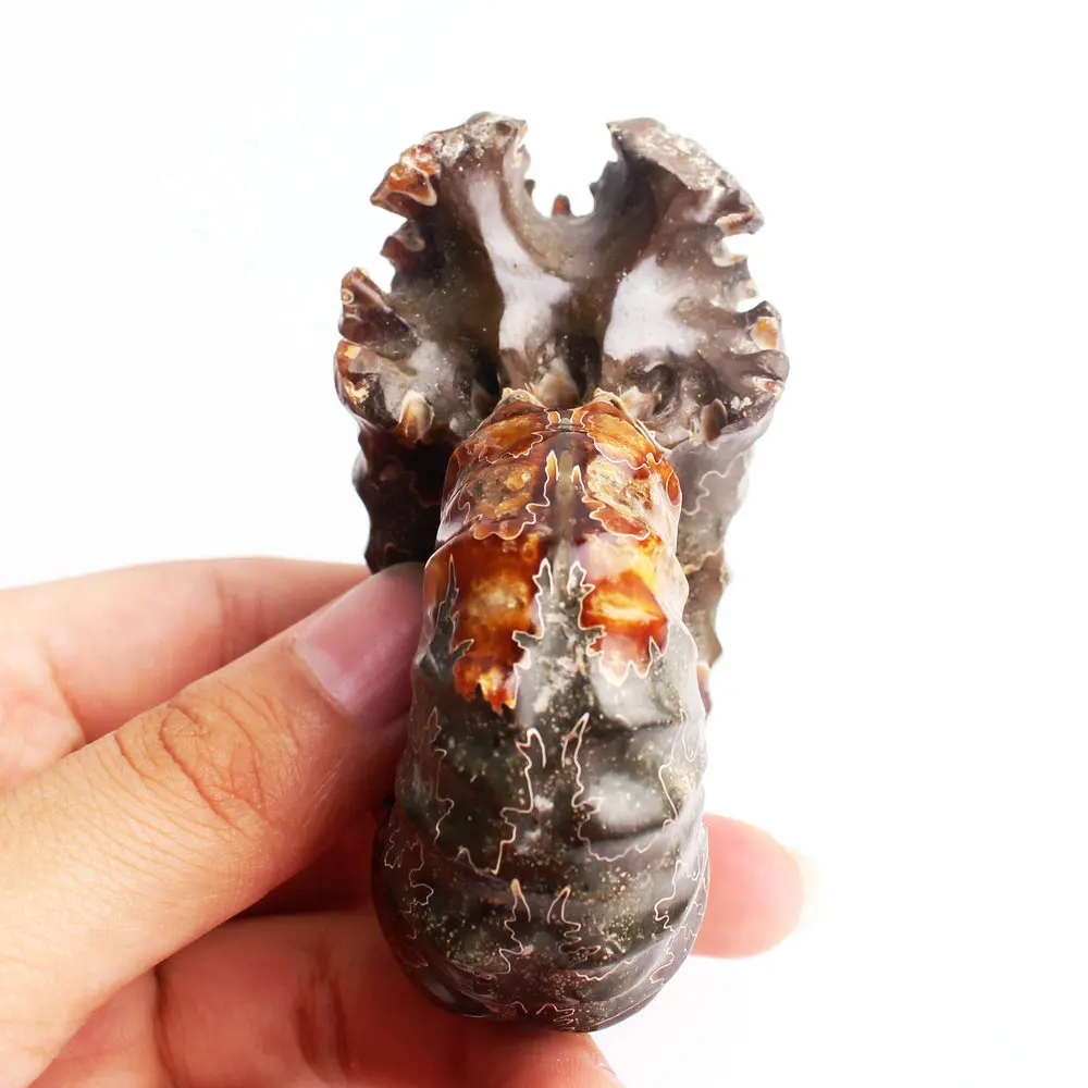 1 шт. натуральный Рог винт окаменелости аммониты камень криоцерас образец