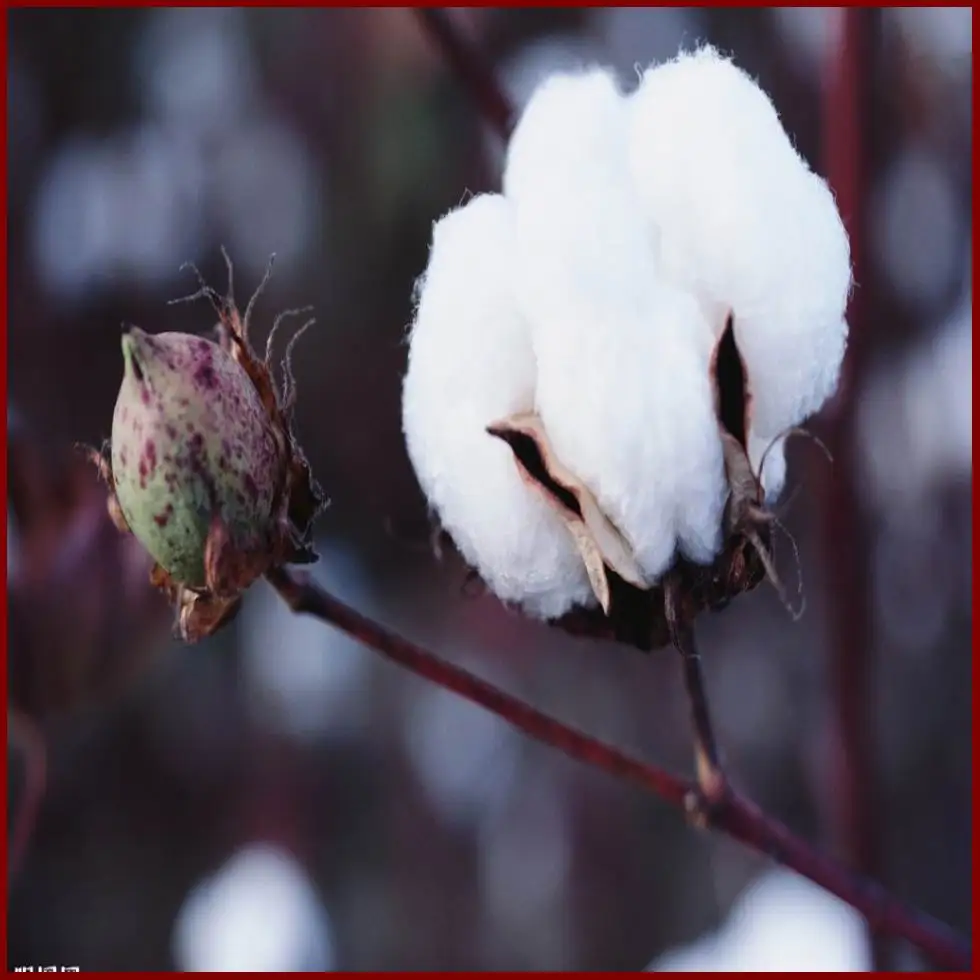 50 г хлорид мепиквата контроль производства хлопка и кукурузы регулятор роста |