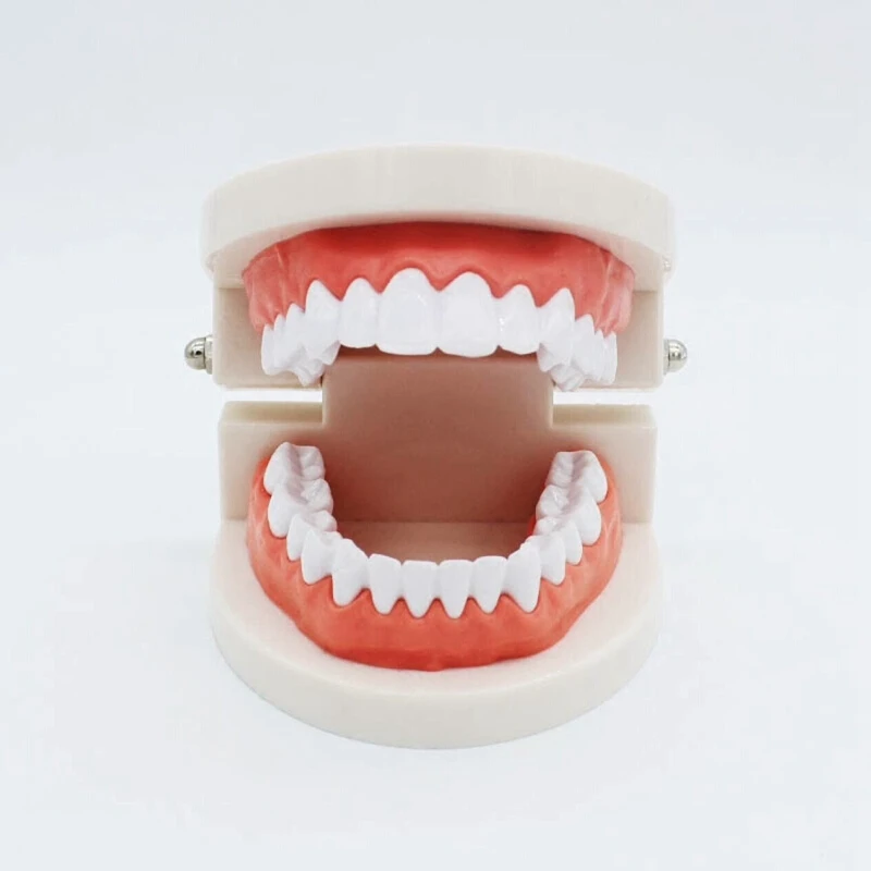 Dental Standard Teeth Teaching Model Kids Denture Tooth for Student White | Красота и здоровье