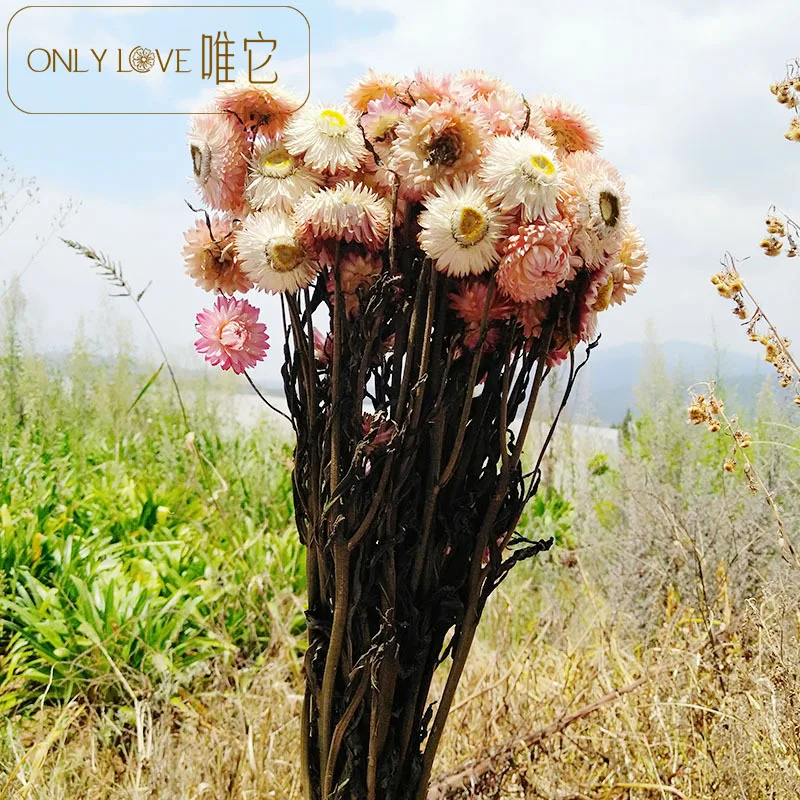 Daisy mai gan ju Dried Flowers Bouquet Ins Ornaments Valentine's Day Gift Ideas Real | Дом и сад