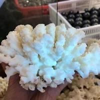 1pc natural white coral fossil cluster crystal aquarium landscaping ornaments decorationum reef specimen home decor gift