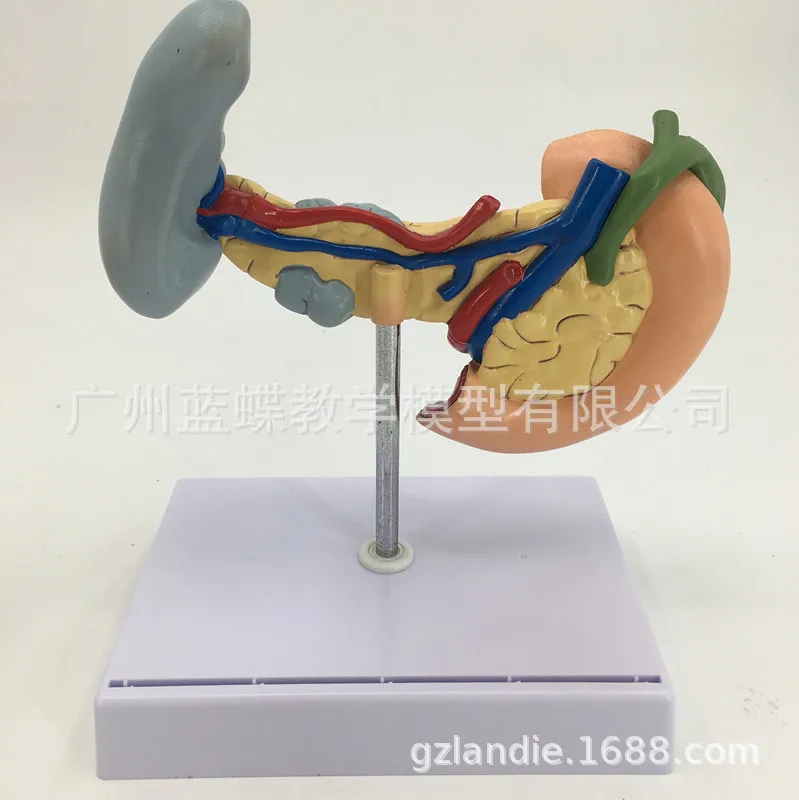 Человеческие медицинские анатомические повреждения поджелудочная селезенка и