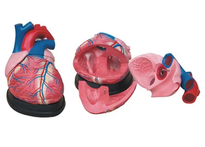 Anatomical model of big heart