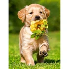 Полноразмерная 5D картина из страз сделай сам, вышивка крестиком, милый щенок, 3D Алмазная картина, картины стразы, вышивка, подарки