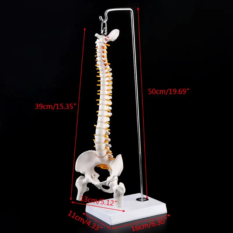 

45cm Flexible Human Spinal Column Vertebral Lumbar Curve Anatomical Model Anatomy Spine Medical Teaching Tool
