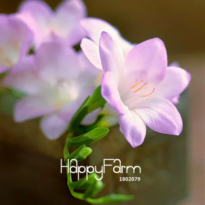 2 Бонсай Freesias великолепный сад красочные ароматные Цветочные растения Орхидея Флорес идеальные Цветочные Планты 100 Плант/упаковка - Цвет: 2