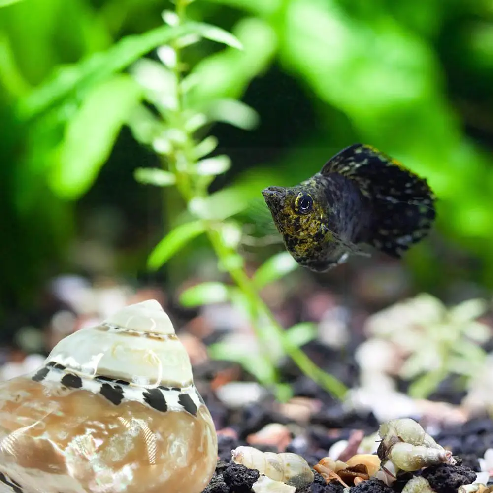 

Natural Conch Black King Snails Hermit Crab Fish Platform Wholesale Crustacean Replacement R1k0