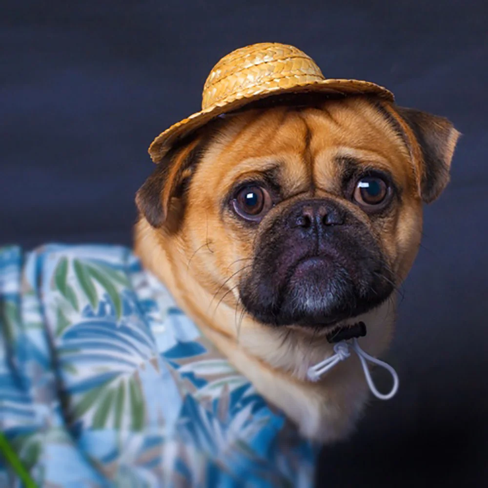 

Summer Pet Cap Dog Cat Straw Hat Headwear Accessories French Bulldog Pug Sunbonnet Photo Props