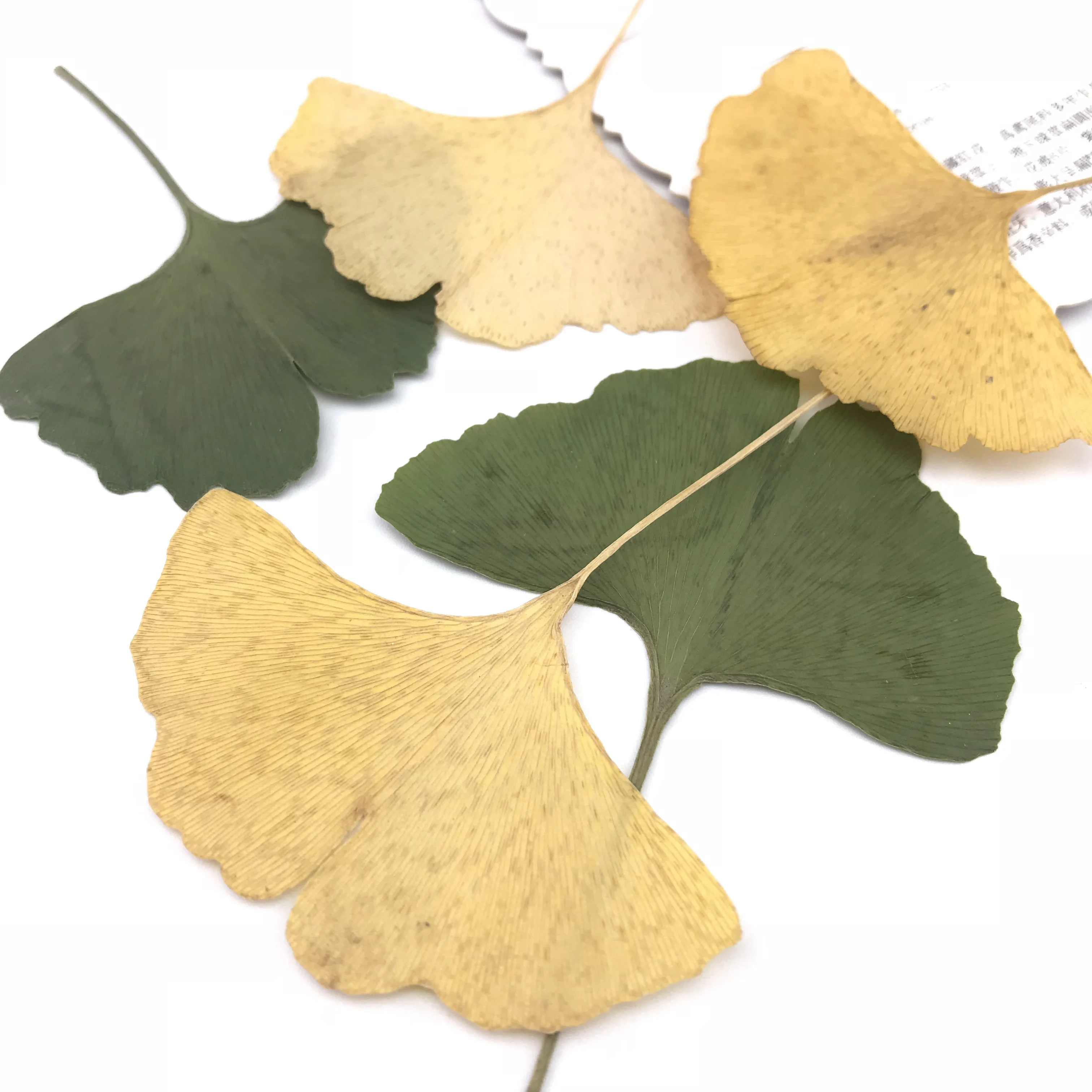 20 шт. натуральные прессованные листья гинкго Вечные реальные для детской