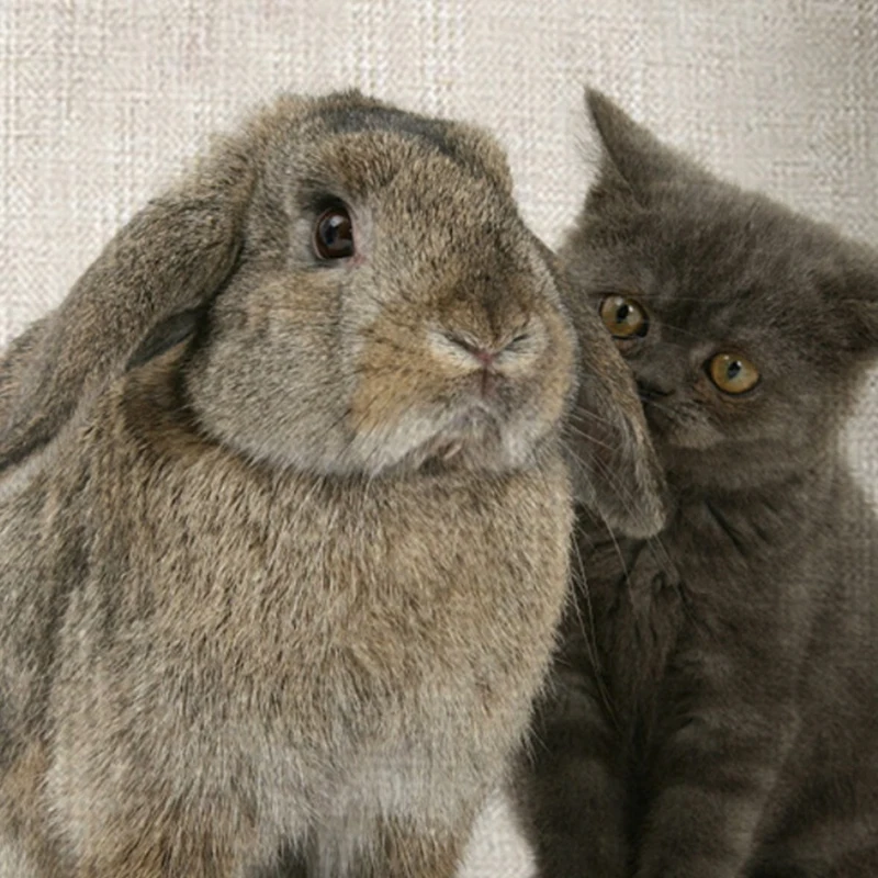 

Cushion Cover Loving Cat Cute Rabbit Pillowcase Sofa Throw Pillows Cover Animal Printed Wedding Home Decorative