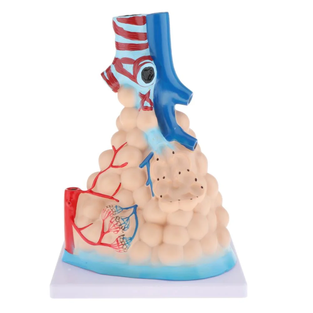 Alveolar Model Alveolar Enlargement Model Human Anatomy Model Anatomy Respiratory System Teaching Medical Teaching Aid Model