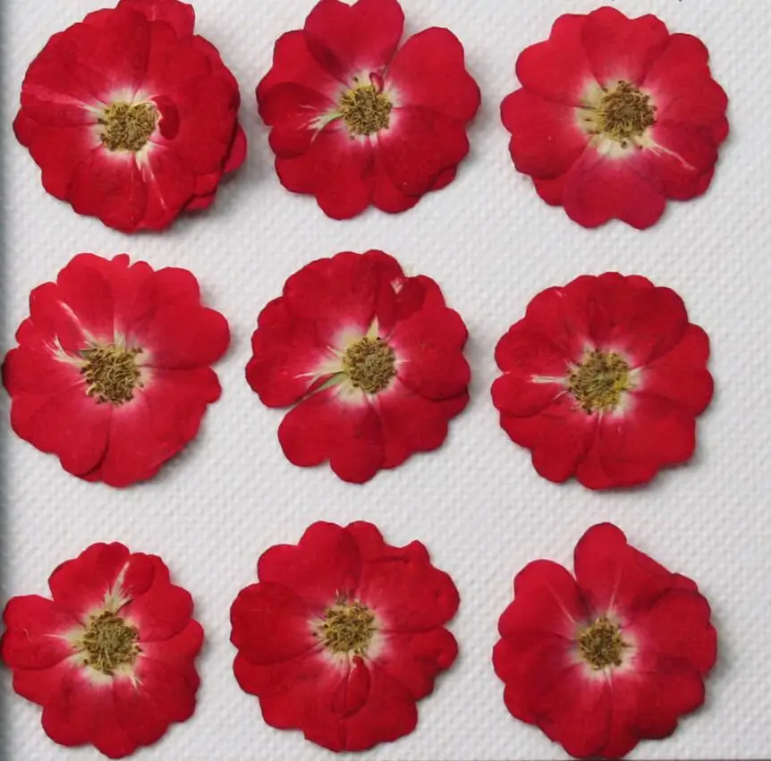 120 шт. прессованный высушенный розы гербарий для эпоксидной смолы изготовления