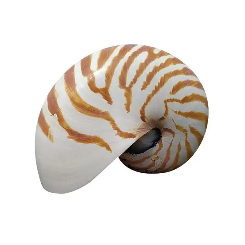 13-14 см, 1 шт., натуральная раковина Nautilus, морская звезда, настольная, аксессуары для аквариума, украшение для аквариума - Цвет: as shown