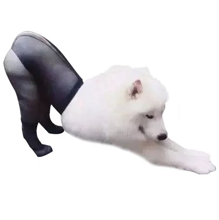 

Креативные носки для собак, сетчатые чулки с отверстиями, аксессуары для домашних животных, прозрачные колготки для щенков