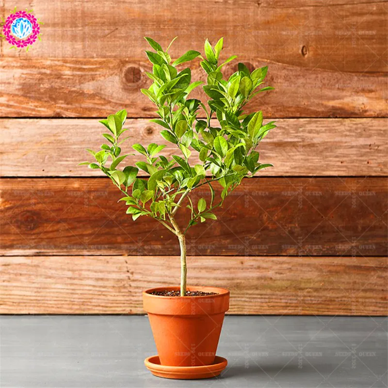 20 штук пакет Kaffir лимон фруктовый органический комнатный дерево для дома сада в