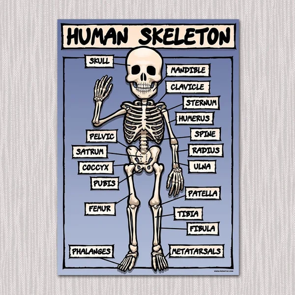 Человеческий скелет мини жестяной знак металлический плакат декор