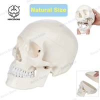 scientific human adult skull anatomical model medical quality life size 9 height 3 part removable cap shows mos