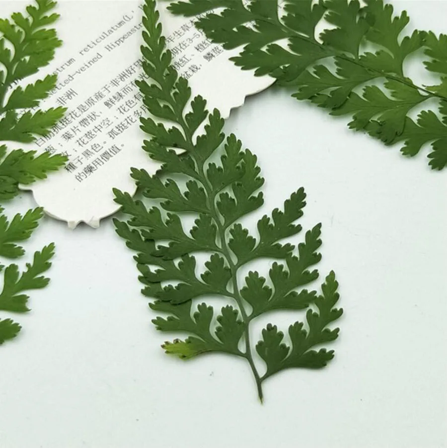 100pcs Pressed Dried Pteris Cretica L. Leaves Plant Herbarium For Jewelry Postcard Invitation Card Phone Case Bookmark DIY | Дом и сад