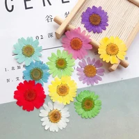60pcs 2 5 3cm pressed dried chrysanthemum paludosum flower for wedding party jewelry phone case lampshade candle artcraft diy