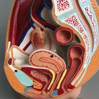 medical science female vagina anatomical model lifesize median sagittal section human female pelvic cavity structure model