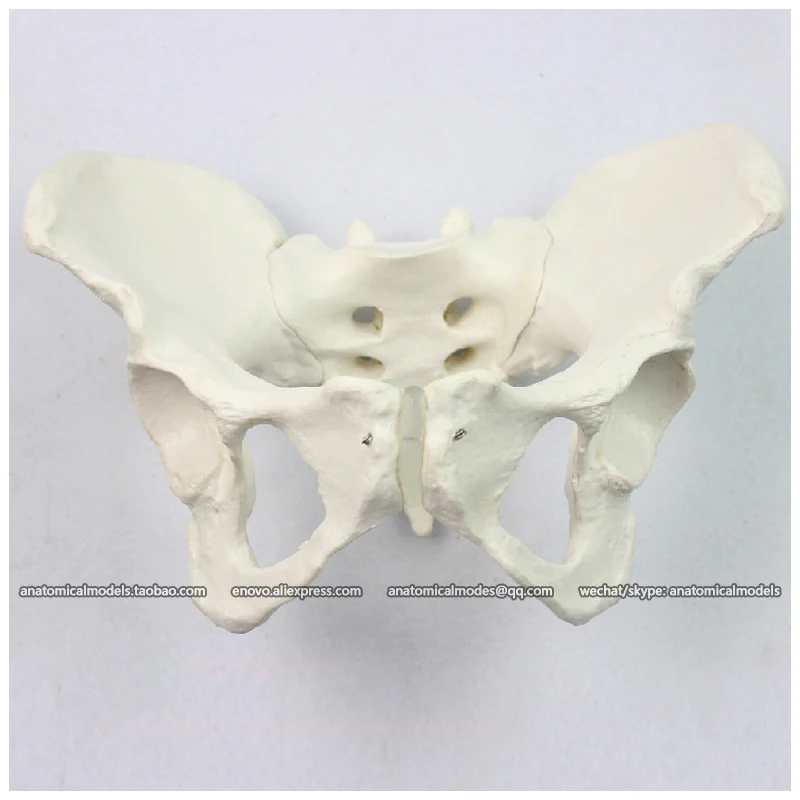 12340/таз женский медицинская анатомическая человеческая модель/CMAM|female pelvis model|pelvis