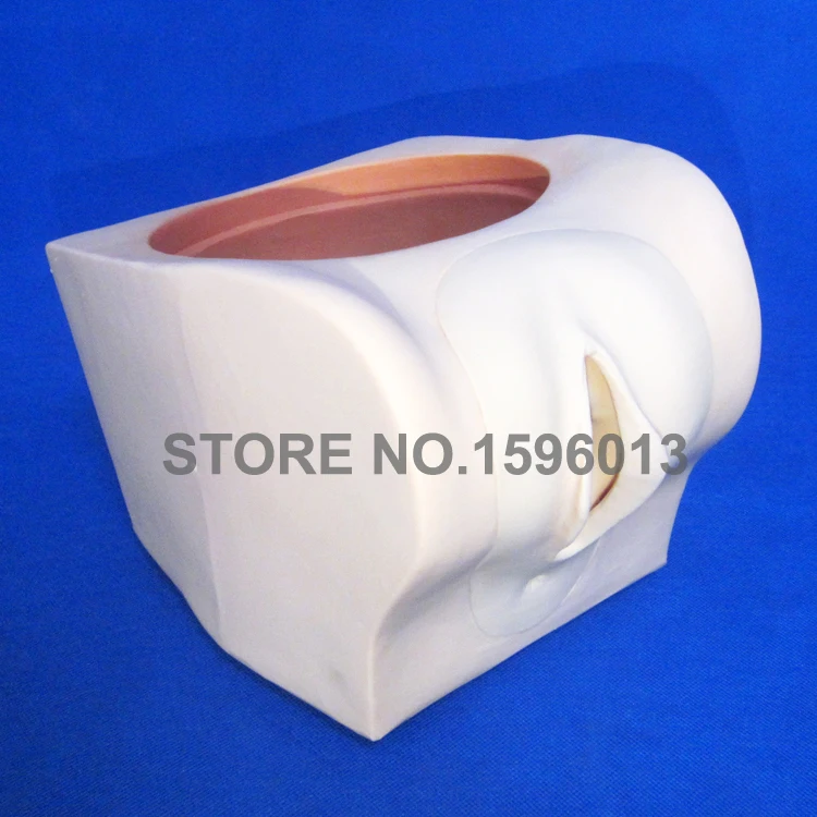 Female Contraception Practice Model Education Medical IUD Training model | Канцтовары для офиса и дома