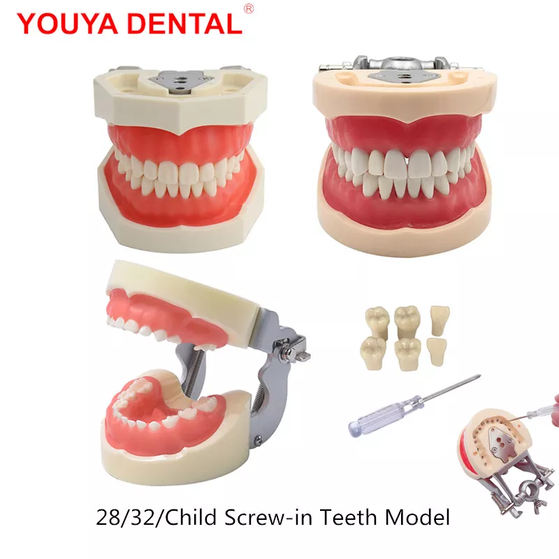 Hars Tandheelkundige Model Training Typodont Tanden Model Voor Tandtechnicus Praktijk Onderwijs Gum Tanden Kaak Model Tandheelkunde Apparatuur