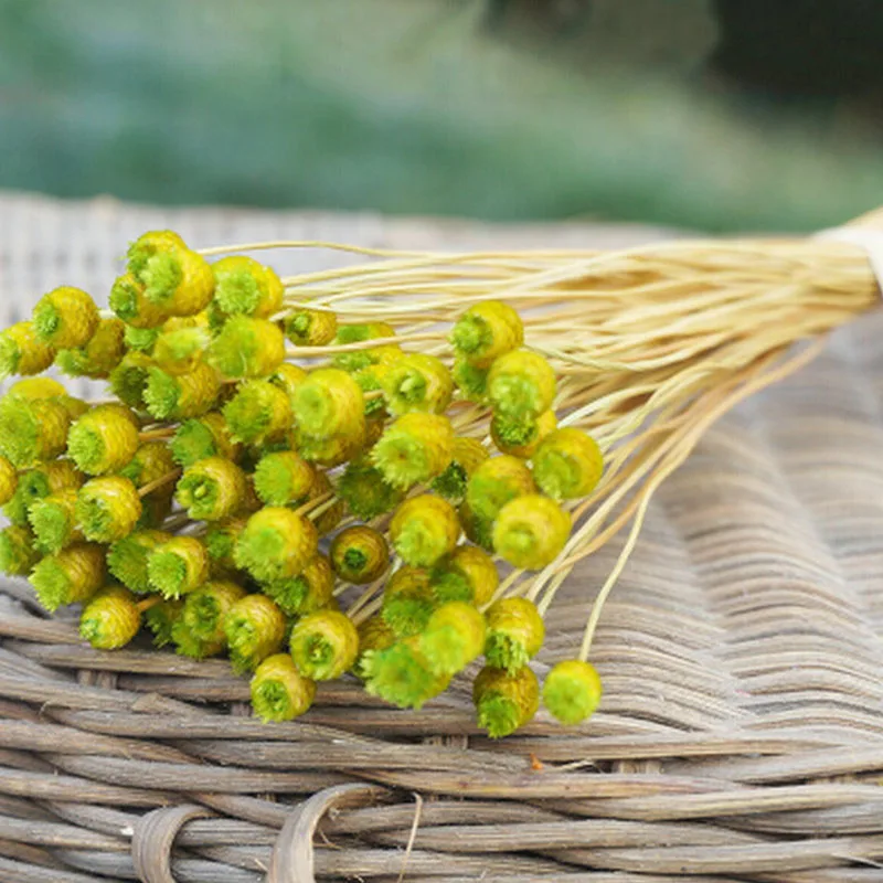 

50 шт. Романтический Гипсофилы Гипсофила Шелковый FlowerHome декором N