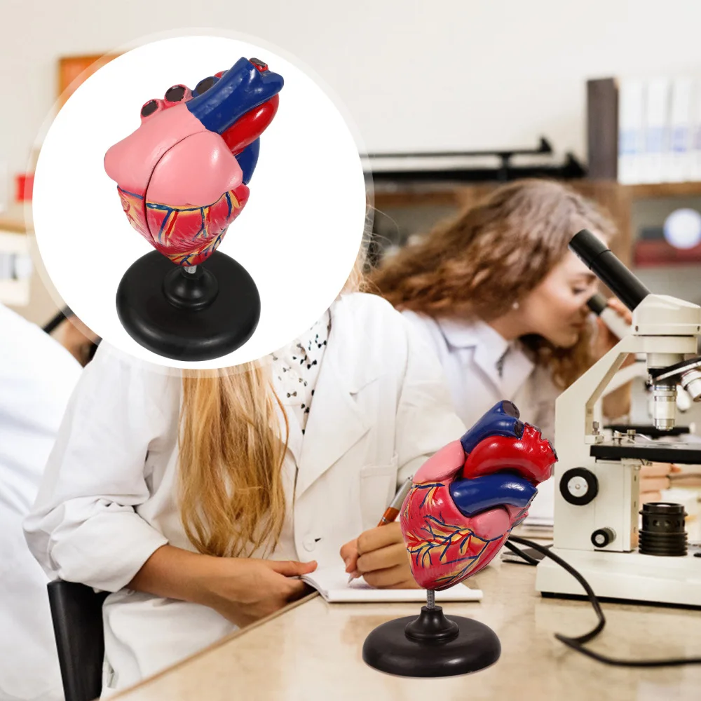 

1Pc Human Heart Model Human Heart Anatomy Prop Heart Anatomical Apparatus