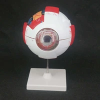 6x life size human eye ball anatomical model training medical kit teaching